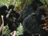 A Family Group of Some of 600 Mountain Gorillas