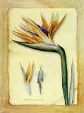 Strelitzia