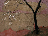A Flowering Plum Tree Against a Wall Near