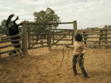 A Horse Tumbles over a Fence While Trying to Elude a Cowboy's Lasso
