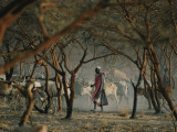 Dinka Tribesmen and their Cattle Escape Attack by Government Forces