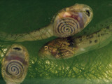 Tadpoles' Coiled Intestines are Revealed by Transparent Skin