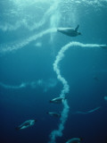 Emperor Penguins Swim Beneath the Ice to Hunt Squid