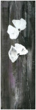Deux Fleurs  Un Jardin