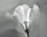 Tulip II