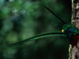 Male Resplendent Quetzal  Pharomachrus Mocinno Costaricensis  Peers from its Nest