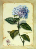 Hortensia