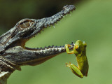 A Year-Old Nile Crocodile Snaps at a Frog  a Favorite Meal