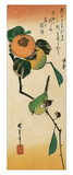 A Japanese White-Eye on a Persimmon Branch
