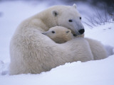 A Mother Polar Bear and Her Cub