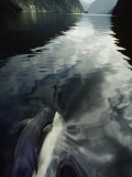 A Pair of Bottlenose Dolphins Ride the Bow Wave of a Research Vessel