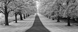 Maple Lined Road