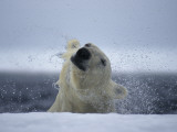 A Polar Bear Shakes Off the  Water as He Pulls Himself onto the Ice