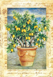 Fruti Mediterranei IV
