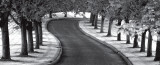 Maple Tree Lined Drive