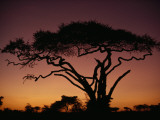 Silhouette of an Acacia Tree in Serengeti National Park