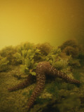 A Starfish in Waters Clouded by a Red Tide