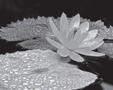 Droplets on Water Lilly