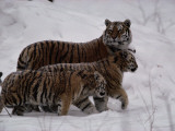 A Captive Siberian Tiger and Her Cubs in the Snow