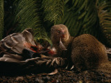 An Introduced Mongoose Eating a Nene  Hawaii's Endangered State Bird