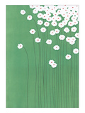 Wild Daisies