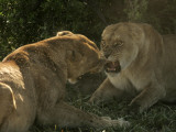 Quarreling Female African Lions
