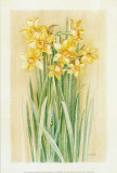 Jonquilles IV