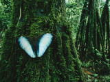 A Blue Morpho Butterfly on a Mossy Tree Trunk