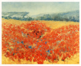 Poppy Field in Provence