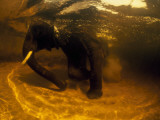 An Underwater View of an African Elelphant in a Watering Hole