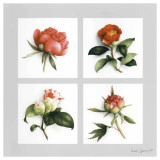 Les Fleurs Roses