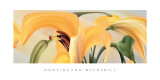 Lilies  no 14