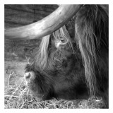 The Buffalo