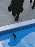 A Pet Dog Looks Curiously at a Frog in a Swimming Pool