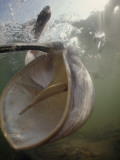 Pelicans Compete for Bait Fish