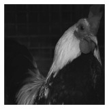 The Rooster