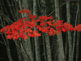 Maple Leaves Blazing with Autumn Color