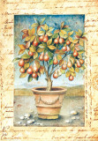 Fruti Mediterranei III