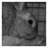 The Rabbit