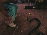 A King Cobra Strikes in Self-Defense During a 