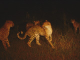 Two Brothers Aggressively Challenge a Mother with Her Cubs