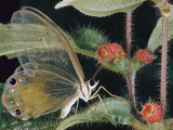 Close-Up of a Butterfly of the Callitaera Genus on a Melastomad Plant