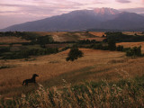 Horse Running Through Fields at the Base of Mount Olympus