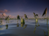 Delta Duck Potato Plants  Sagittaria Platyphylla