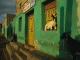 A Man and Goats Await the Opening of a Shuttered Drugstore