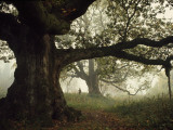Ancient Trees Dwarf Visitors to Historic Great Birnam Wood