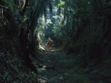 Horse and Rider Travel on Moss-Draped Part of Original Natchez Trace