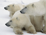 A Portrait of a Polar Bear Mother and Her Cubs  Ursus Maritimus