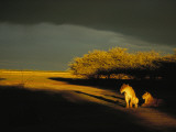 Two African Lionesses Resting in Late Afternoon Light