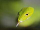 A Rain Forest Whipsnake  Swimming with His Tongue Out to Scan the Environment
